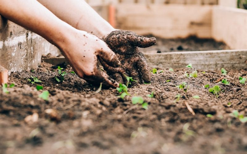 Hands pressing a young seedling into dark soil